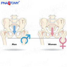 PNT-0111cy Männliches Beckenmodell der natürlichen Größe der medizinischen Wissenschaft männliches